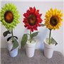 plantes ornementales bonsaï