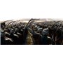 Le Hobbit - La Trilogie [Blu-ray]