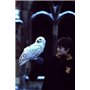 Harry Potter à l'école des sorciers - Année 1 - Le monde des Sorciers de J.K. Rowling - DVD