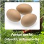 Oeufs Ersatz – Faux œufs de Poule et de volaille réalistes – Imitation d'œufs factices lestés pour nichoirs – Encourage la Ponte