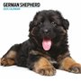 Calendrier moderne 2025 Berger allemand