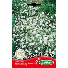Germisem Graines Gypsophile Elégant blanc ELEGANS WHITE