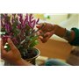 Fiskars Sécateur avec Support, Urban Plant Care, Pour des Coupes Fines sur les Plantes d'Intérieur, Longueur Totale 17 cm, Acier