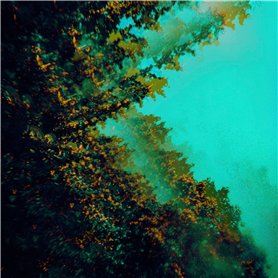 Caterpillars of Creation LP]