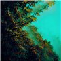 Caterpillars of Creation LP]
