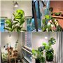 SANSI Lampe Horticole LED Dimmable pour Plantes d'Intérieur, Ampoule de Culture Plante E27 40W Spectre Complet, Minuterie 4/8/12