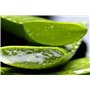 TABAIBA Aloe Vera Lait Corporel 250 ml crème hydratante à l'aloe vera