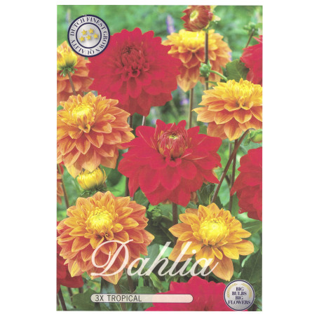 Interflowers Dahlia Lot de 3 bulbes de fleurs Dahlia multicolores au choix pour l'été