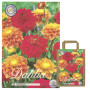 Interflowers Dahlia Lot de 3 bulbes de fleurs Dahlia multicolores au choix pour l'été, fleurs et oignons de fleurs dans un embal