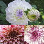 Interflowers Dahlia Lot de 3 bulbes de fleurs Dahlia multicolores au choix pour l'été, fleurs et oignons de fleurs dans un embal
