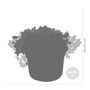 Bloomique - Lot de 3 - Sedum - Orpin - Plantes de jardin - Résistante au gel - Persistante - 10-15 cm de haut - Pot 14 cm