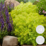 Bloomique - Lot de 3 - Sedum - Orpin - Plantes de jardin - Résistante au gel - Persistante - 10-15 cm de haut - Pot 14 cm