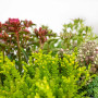 Bloomique - Lot de 6 - Mélange de plantes de rocaille - Plantes de jardin - Résistantes au gel - 15-25 cm de haut - Pot 14 cm