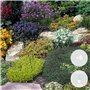 Bloomique - Lot de 6 - Mélange de plantes de rocaille - Plantes de jardin - Résistantes au gel - 15-25 cm de haut - Pot 14 cm
