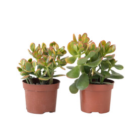 Plant in a Box - Arbre de jade - Lot de 2 - Crassula ovata 'Sunset' - Hauteur 15-20cm - Pot 12cm - Plante d'intérieur - Succulen
