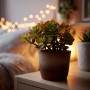 Plant in a Box - Arbre de jade - Lot de 2 - Crassula ovata 'Sunset' - Hauteur 15-20cm - Pot 12cm - Plante d'intérieur - Succulen