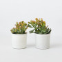 Plant in a Box - Arbre de jade - Lot de 2 - Crassula ovata 'Sunset' - Hauteur 15-20cm - Pot 12cm - Plante d'intérieur - Succulen