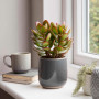 Plant in a Box - Arbre de jade - Lot de 2 - Crassula ovata 'Sunset' - Hauteur 15-20cm - Pot 12cm - Plante d'intérieur - Succulen