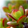 Plant in a Box - Arbre de jade - Lot de 2 - Crassula ovata 'Sunset' - Hauteur 15-20cm - Pot 12cm - Plante d'intérieur - Succulen