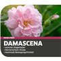 Gebol Damascena | 1 paire | Taille M (taille 8) | Gant de rose | Cuir véritable avec protection épineuse | Gant de jardinage rob