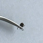REMOS Pince à tiques en acier inox avec pointe incurvée pour humains & animaux