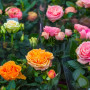Bloomique - Lot de 3 - Rosiers Nains - Rouge, Jaune, Rose - Plantes d’intérieur & extérieur - Terrasse & Jardin - Rustique - 20-