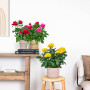 Bloomique - Lot de 3 - Rosiers Nains - Rouge, Jaune, Rose - Plantes d’intérieur & extérieur - Terrasse & Jardin - Rustique - 20-