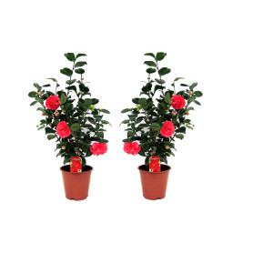 Plant in a Box - Camellia japonica 'Lady Campbell' - Rouge - Set de 2 - Plante vivace - Rose japonaise - Plante de jardin - Pot 