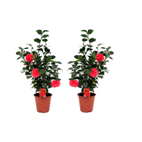 Plant in a Box - Camellia japonica 'Lady Campbell' - Rouge - Set de 2 - Plante vivace - Rose japonaise - Plante de jardin - Pot 