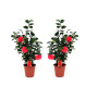 Plant in a Box - Camellia japonica 'Lady Campbell' - Rouge - Set de 2 - Plante vivace - Rose japonaise - Plante de jardin - Pot 