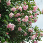 Plant in a Box - Camellia japonica 'Bonomiana' - Rose japonaise - Plante de camélia résistante au froid - Pot 15cm - Hauteur 50-