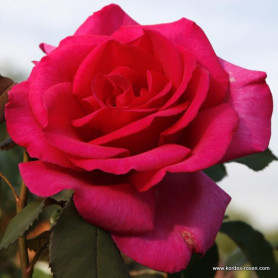 2 x Rosier - Rosa 'Parole' en pot 25-30 cm - Parfums puissants et floraison époustouflante 2 x Rosier - Rosa 'Parole' en pot 25-30 cm - Parfums puissants et floraison époustouflante