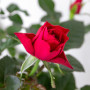 Bloomique - Lot de 3 - Rosier Nain Rouge - Plantes d’intérieur & extérieur - Terrasse & Jardin - Rustique - 20-30 cm de Haut - P