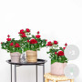 Bloomique - Lot de 3 - Rosier Nain Rouge - Plantes d’intérieur & extérieur - Terrasse & Jardin - Rustique - 20-30 cm de Haut - P