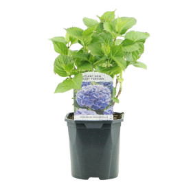 GreenboutiQ - Hortensia - Hydrangea macrophylla Blue - Fleur Bleue - 1 Plante - Feuillage Caduc - Peu D'entretien - Pot 17cm Hau
