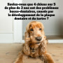PEDIGREE DENTASTIX 56 Bâtonnets à Mâcher pour Grand Chiens 25kg+, 8 Sachets de 7, Saveur Poulet et Bœuf, Détartrage Dentaire Chi