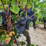 Plant in a Box - Vitis vinifera 'Nero' - Plant de raisin - ⌀21cm - Hauteur 60-75cm