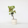 Plant in a Box - Vitis vinifera 'Nero' - Plant de raisin - ⌀21cm - Hauteur 60-75cm