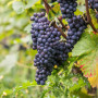 Plant in a Box - Vitis vinifera 'Nero' - Plant de raisin - ⌀21cm - Hauteur 60-75cm