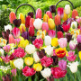 Mélange de Bulbes de Tulipes de Printemps - 50 Bulbes - Tulipes Exclusives des Pays-Bas - 15 Variétés - Rustiques et Vivaces - T