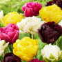 Mélange de tulipes doubles, 25 Bulbes de tulipes exclusifs de Hollande, Au moins 5 variétés et couleurs différentes, Bulbe résis