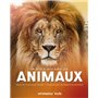 En tête à tête avec les animaux