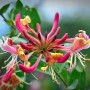 GardenersDream Lonicera Belgica Select - Chèvrefeuille Parfumé Résistant au Froid - Plante Grimpante Rose Résistante au Froid -