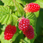 Plant in a Box - Rubus 'Baie de Tay' - Set de 3 - Croisement entre la mûre et la framboise - Fruits rouge foncé - Plante de jard