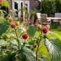 Plant in a Box - Rubus 'Baie de Tay' - Set de 3 - Croisement entre la mûre et la framboise - Fruits rouge foncé - Plante de jard