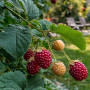 Plant in a Box - Rubus 'Baie de Tay' - Set de 3 - Croisement entre la mûre et la framboise - Fruits rouge foncé - Plante de jard