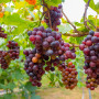 Plant in a Box - Plants de raisin - Set de 3 - Vitis Vinifera - Raisin Rouge - Vigne 'pinot gris' - Pot 9cm - Hauteur 25-40cm
