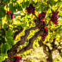 Plant in a Box - Plants de raisin - Set de 3 - Vitis Vinifera - Raisin Rouge - Vigne 'pinot gris' - Pot 9cm - Hauteur 25-40cm