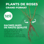 Plante des Rose Rouge et blanc (1 plante parfumée), grandes vivaces rustiques, plantes de Hollande pour le jardin et le pot (pas