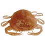 Berkley Gulp!® Saltwater Crab Peeler ; leurre Souple pour Les prédateurs d'eau de mer ; Parfum pour sébaste